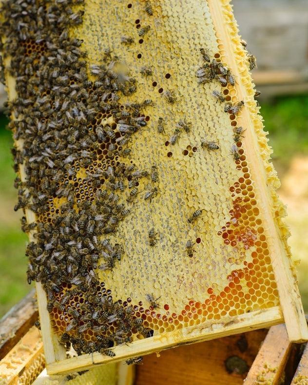 Blog Cosmétiques naturels