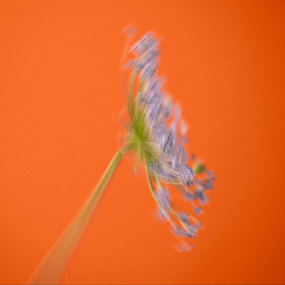 BIENNALE Eau de parfum naturelle
